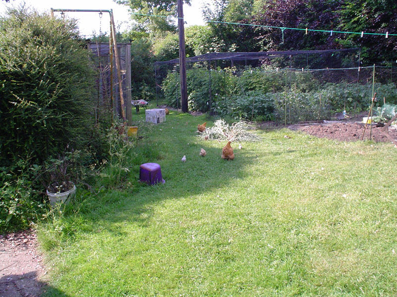 Chickens