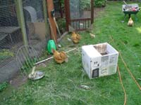 Chickens