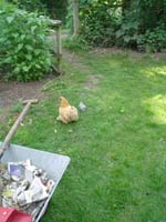 Chickens