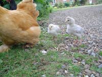 DSC00118